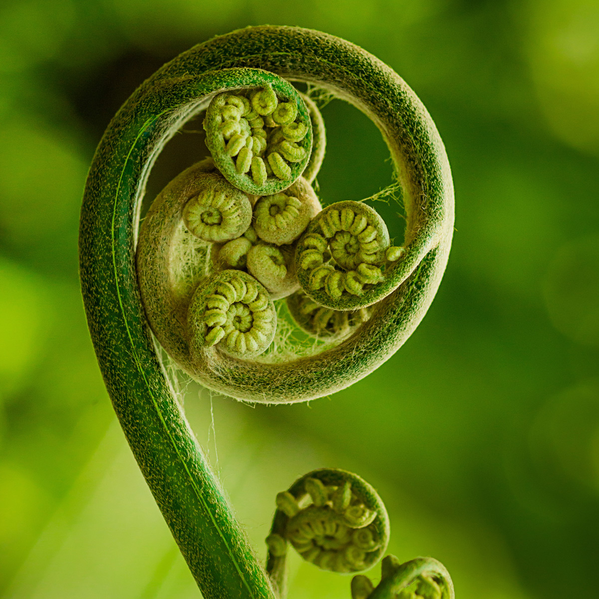 Close-up of curled fern leaf.