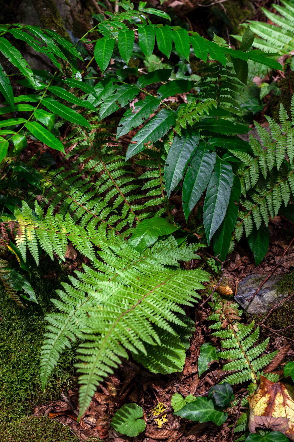 Ferns and green leaves in a rainforest.