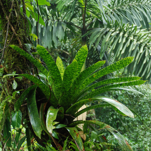 Green plants in a rainforest.