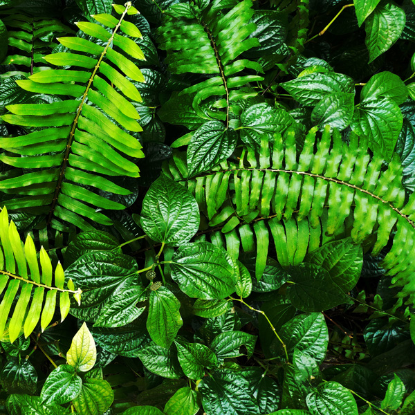 Green fern plants and leaves.
