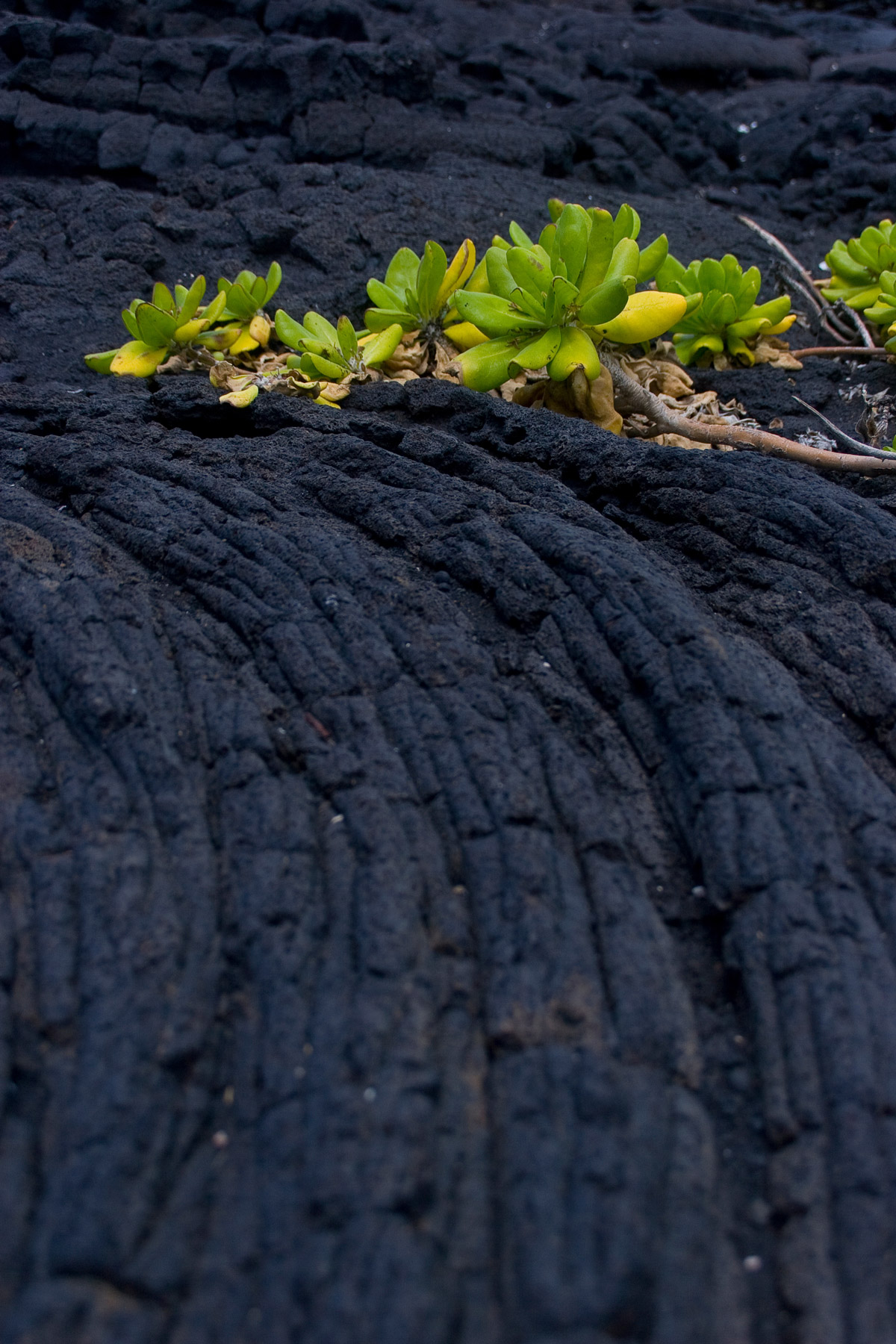 Plants growing in lava rock.