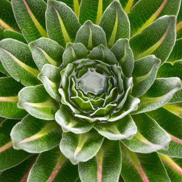 Close-up of center of a succulent plant.